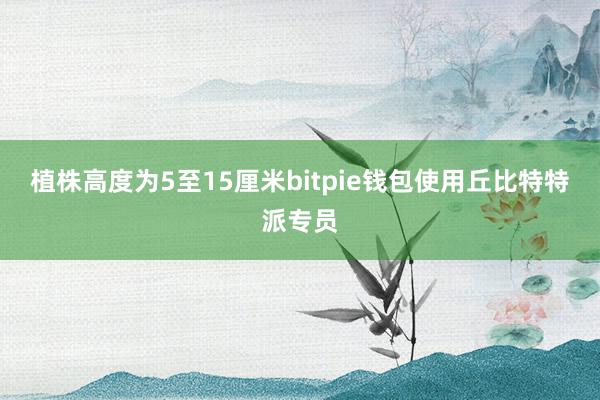 植株高度为5至15厘米bitpie钱包使用丘比特特派专员